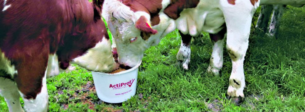 Actiprot "im Einsatz"